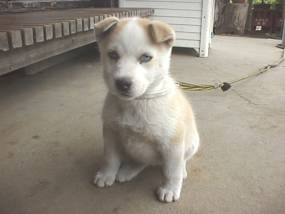 �������̌����q